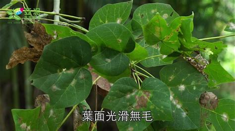 梧桐樹鳳凰|梧桐｜亞泥生態園區官方網站植物生態－花蓮生態復